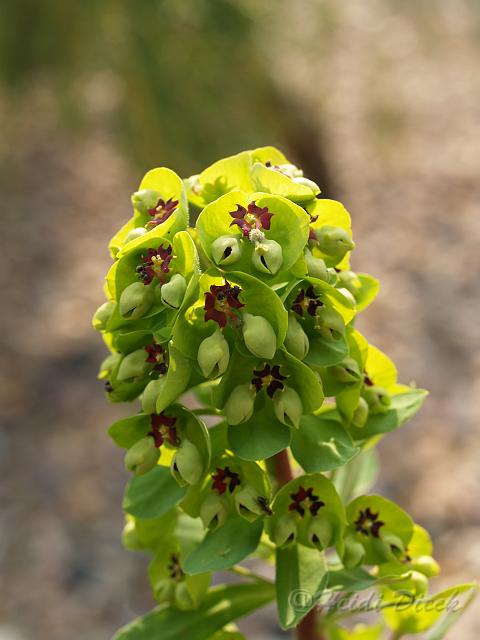 Euphorbia x martinii.JPG